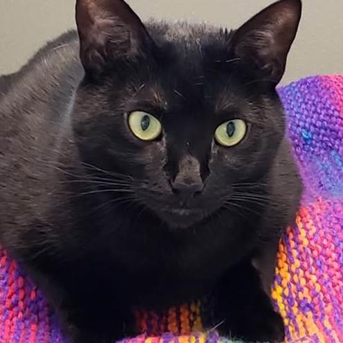 Enlarge Carina, a Adoptable Domestic Short Hair in Stamford, CT image 1/4