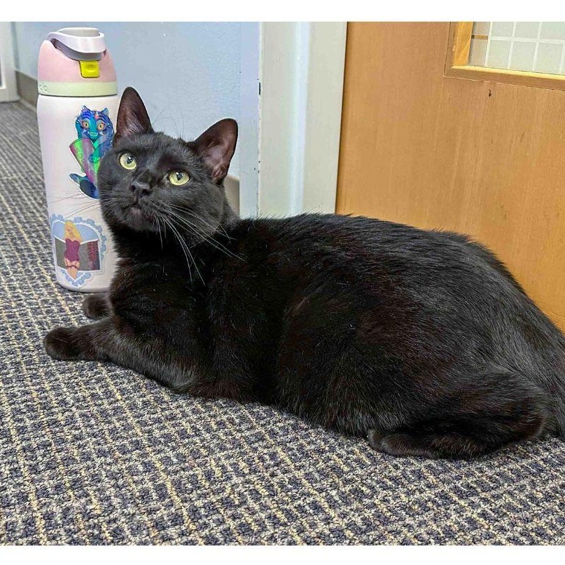 Enlarge Carina, a Adoptable Domestic Short Hair in Stamford, CT image 2/4