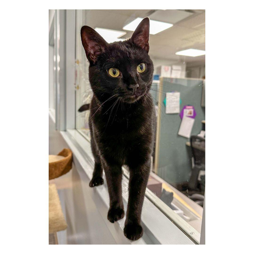 Enlarge Carina, a Adoptable Domestic Short Hair in Stamford, CT image 3/4