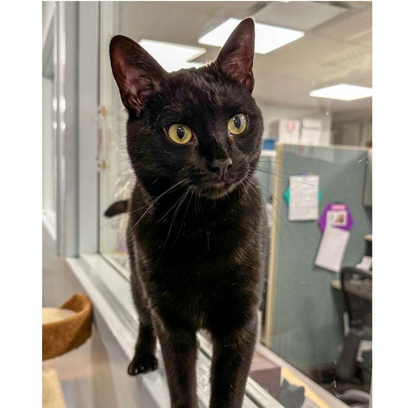 Enlarge Carina, a Adoptable Domestic Short Hair in Stamford, CT image 3/4