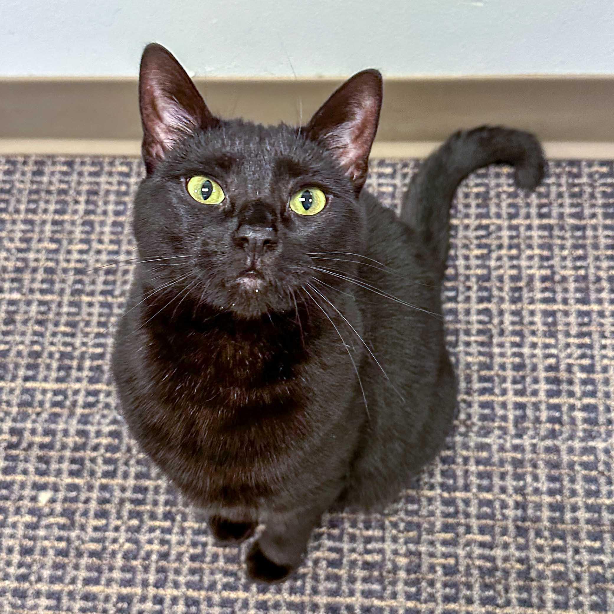 Enlarge Carina, a Adoptable Domestic Short Hair in Stamford, CT image 4/4