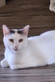 Enlarge Soup, a ADOPTABLE Domestic Short Hair in Phoenix, AZ image 5/5