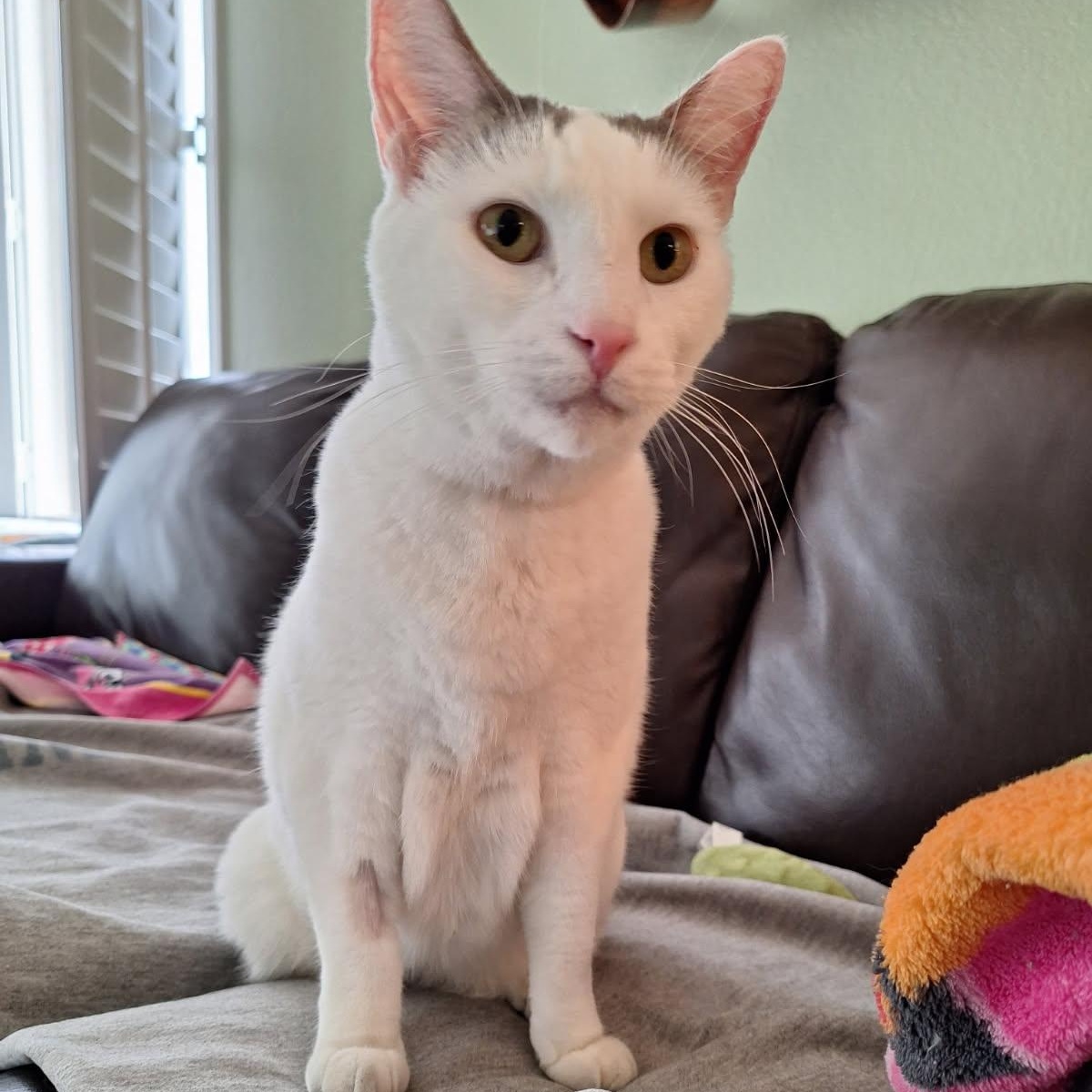 Soup, ADOPTABLE, Adult Male Domestic Short Hair.
