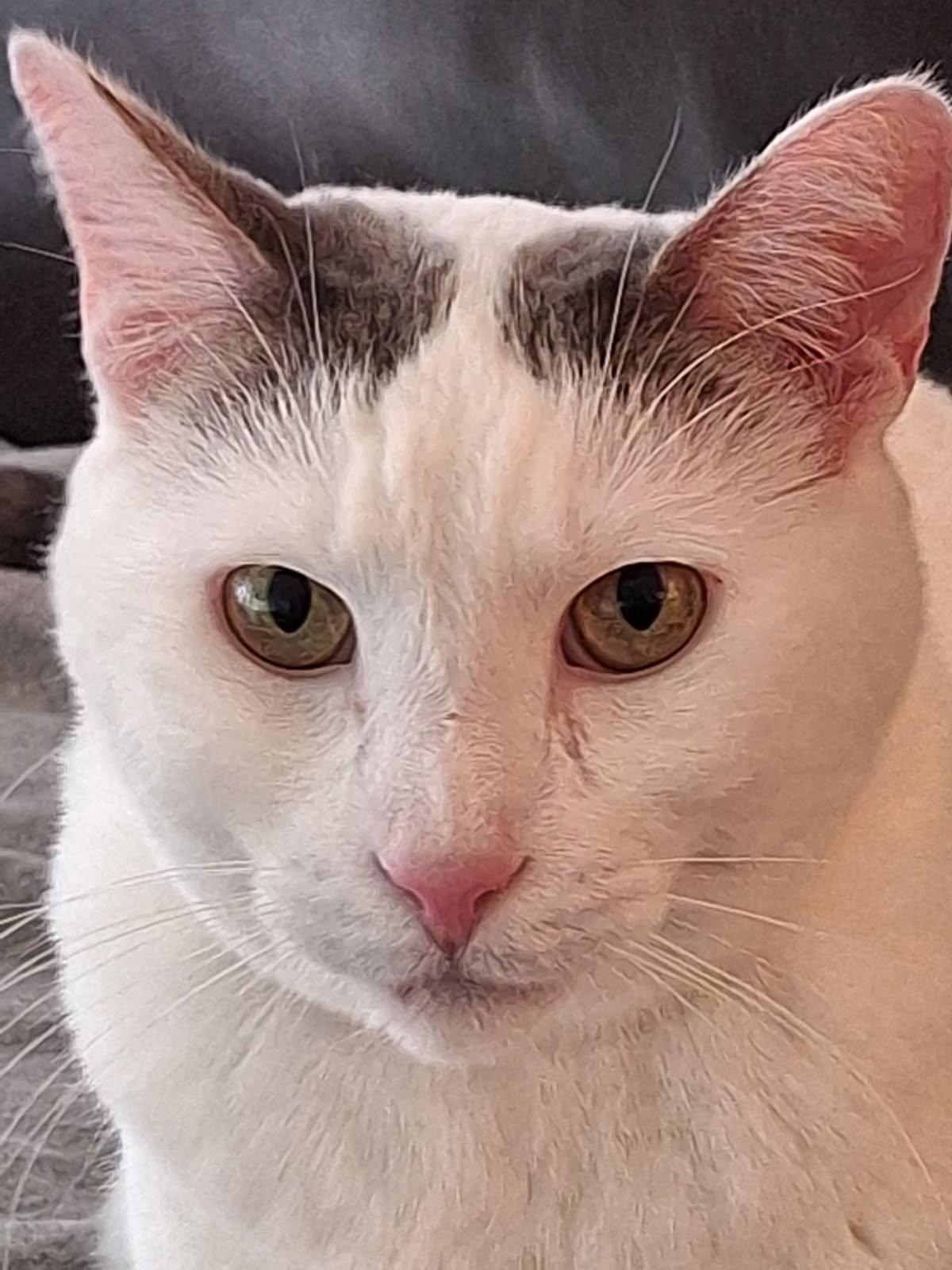 Soup, ADOPTABLE, Adult Male Domestic Short Hair.