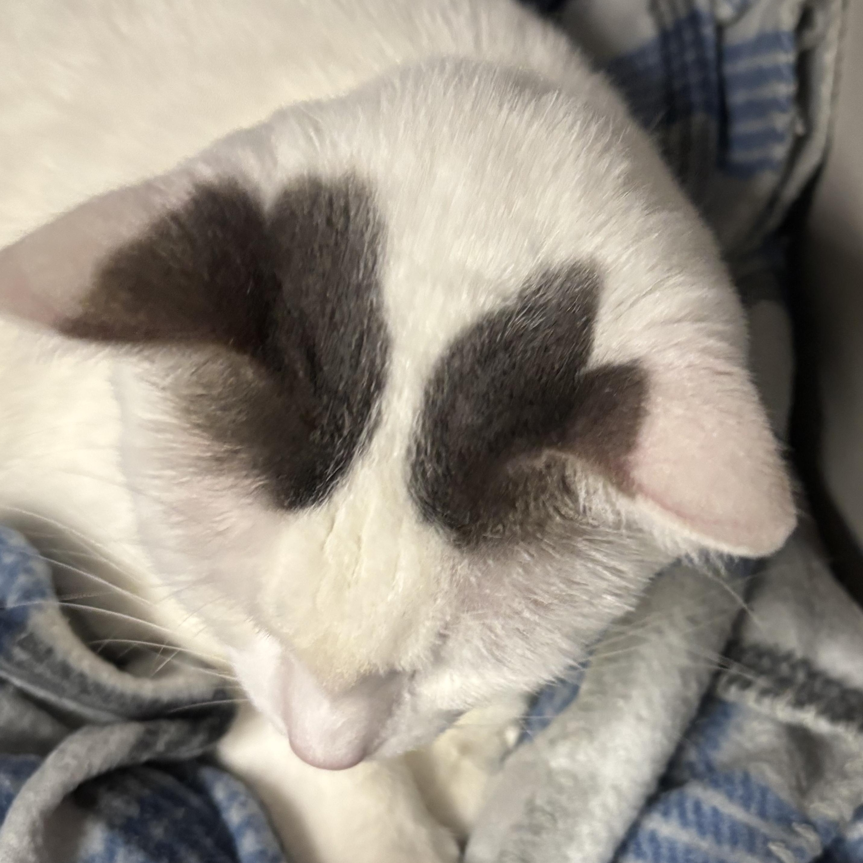 Enlarge Soup, a ADOPTABLE Domestic Short Hair in Phoenix, AZ image 2/6
