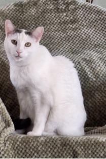 Soup, ADOPTABLE, Adult Male Domestic Short Hair.