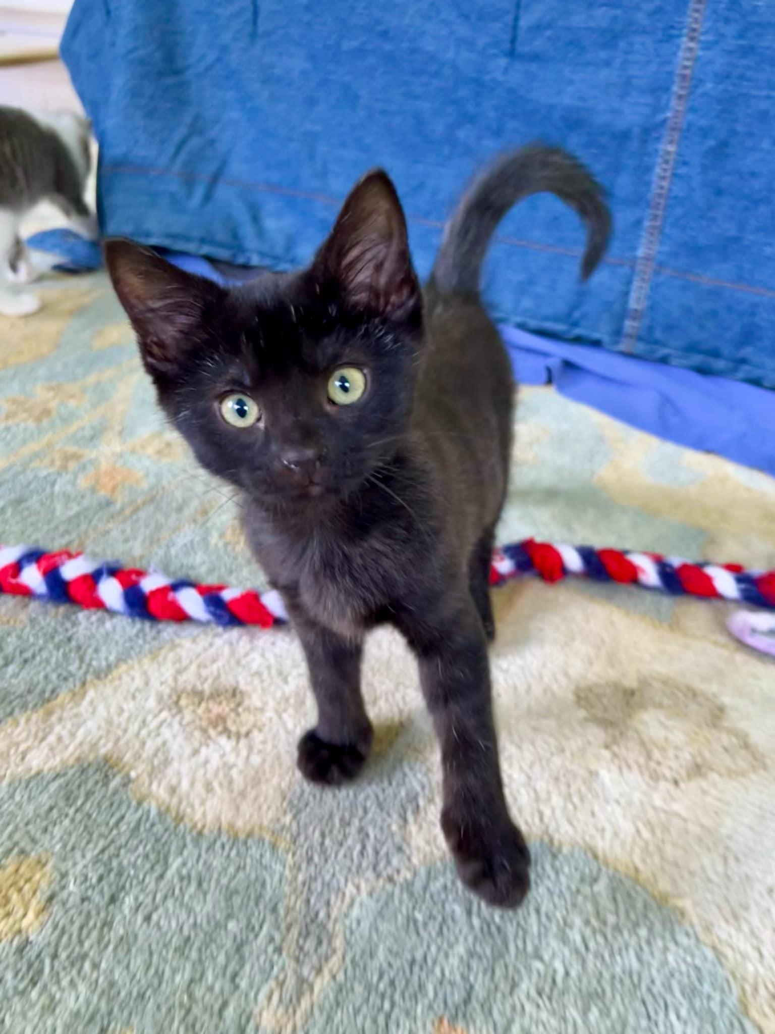 Jessica is such a joy! SMOKE!! Happiest kitten - so teeny!  Old enough to go solo!