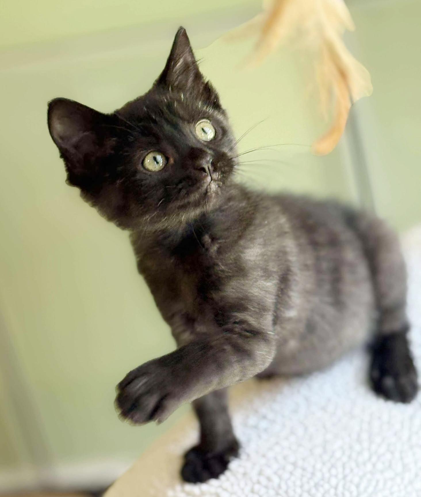Jessica is such a joy! SMOKE!! Happiest kitten - so teeny!  Old enough to go solo!