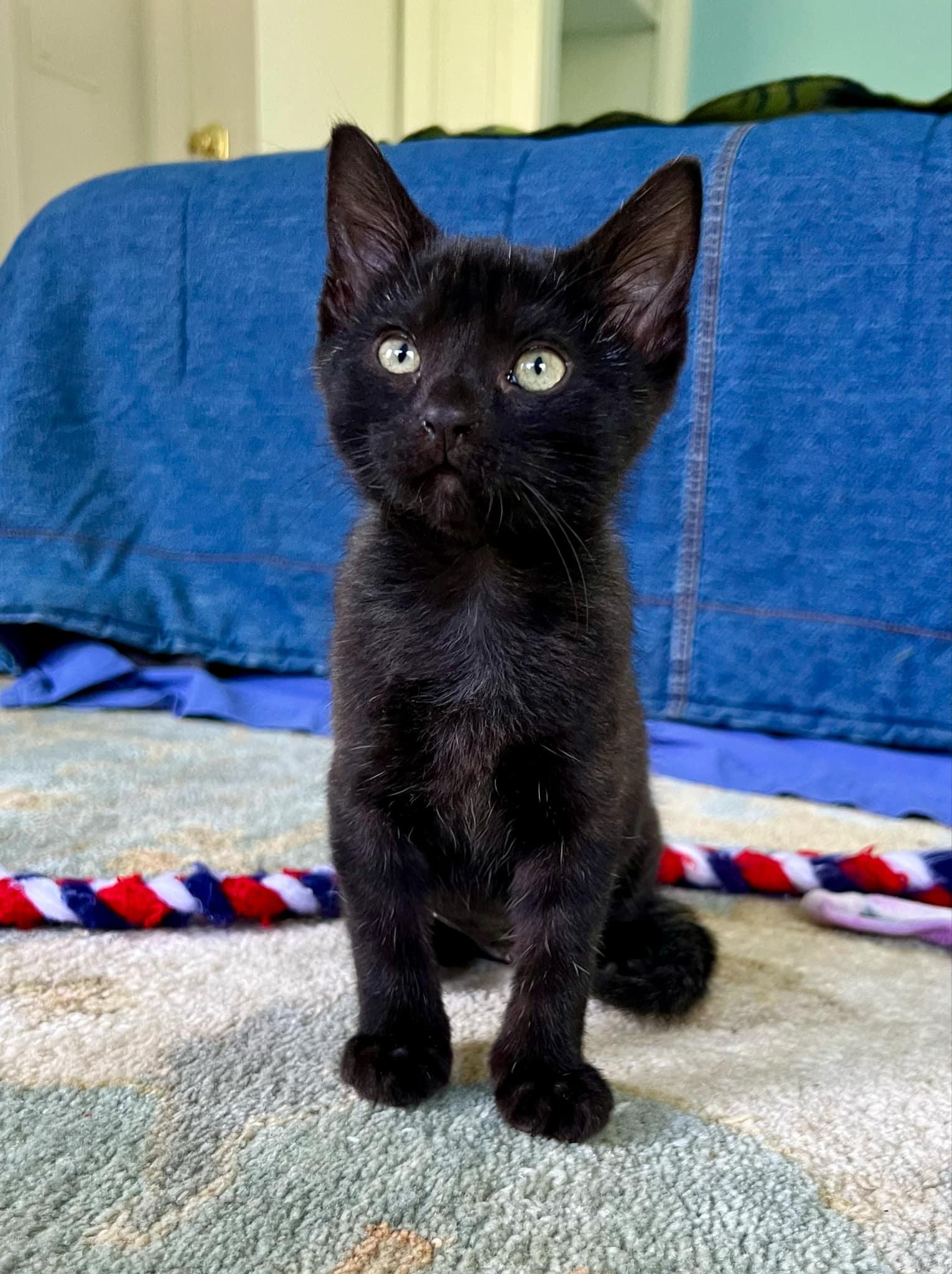 Jessica is such a joy! SMOKE!! Happiest kitten - so teeny!  Old enough to go solo!
