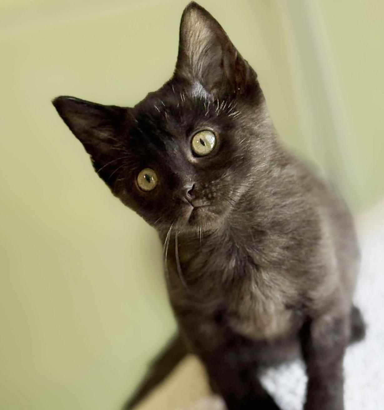 Jessica is such a joy! SMOKE!! Happiest kitten - so teeny!  Old enough to go solo!