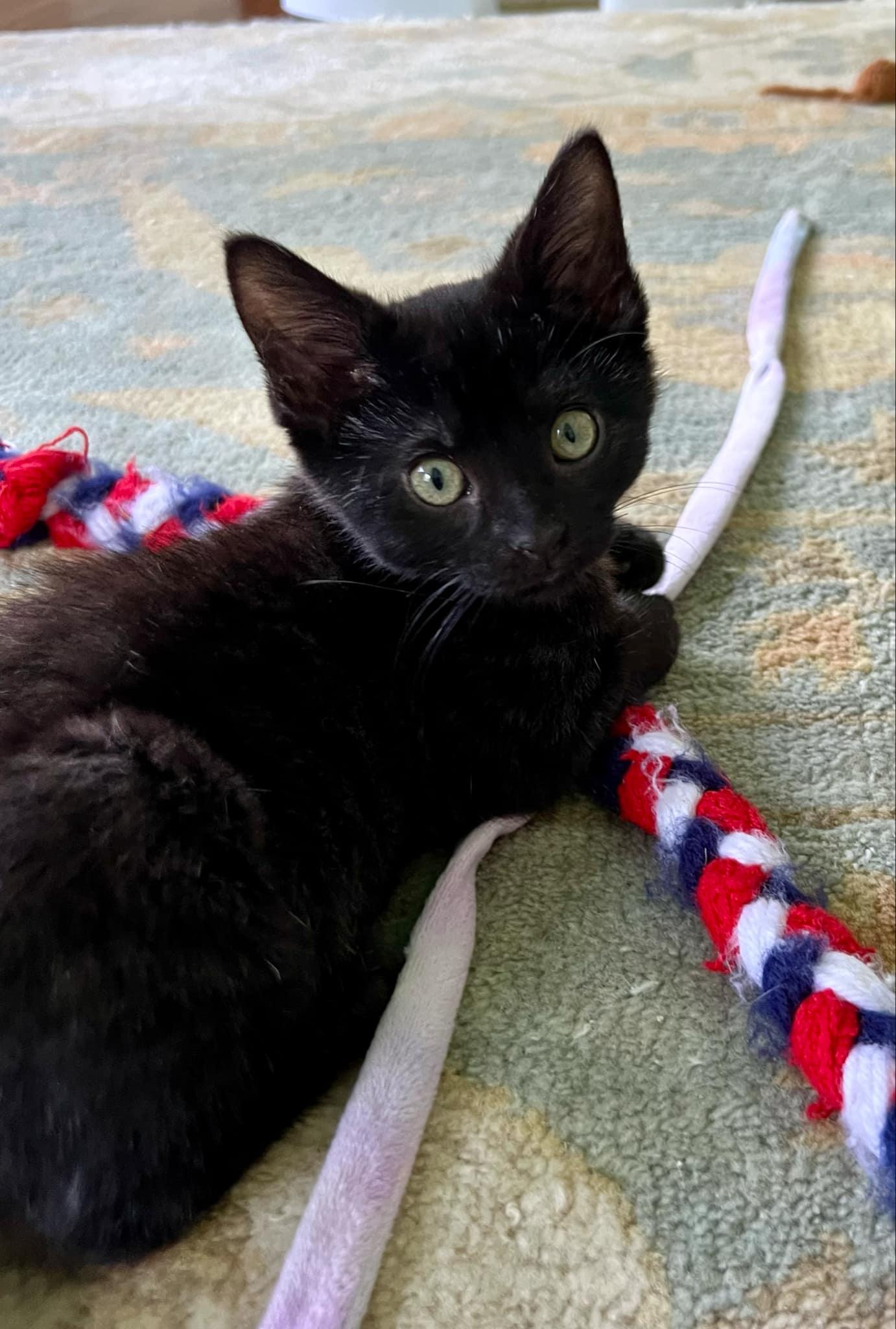 Jessica is such a joy! SMOKE!! Happiest kitten - so teeny!  Old enough to go solo!