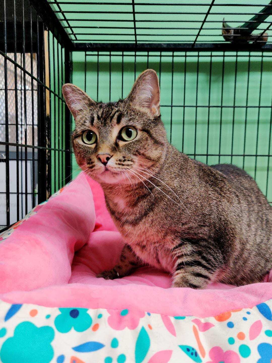 Madeline, a Adoptable Domestic Short Hair in Chicago, IL image 1/2