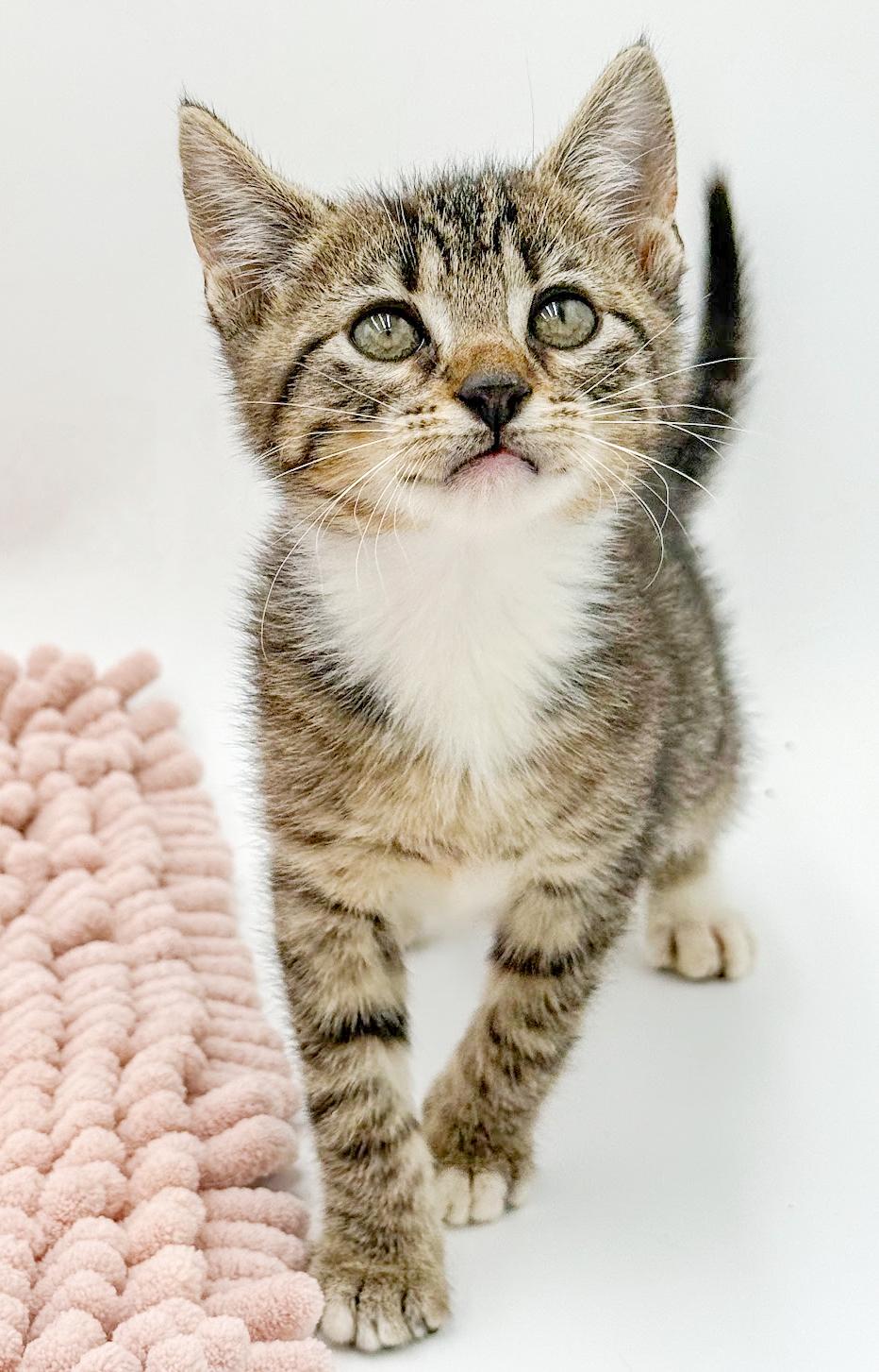 Enlarge Iris is our princess of purrs Spectacular, an adopted mixed breed in Bedford Hills, NY image 4/5