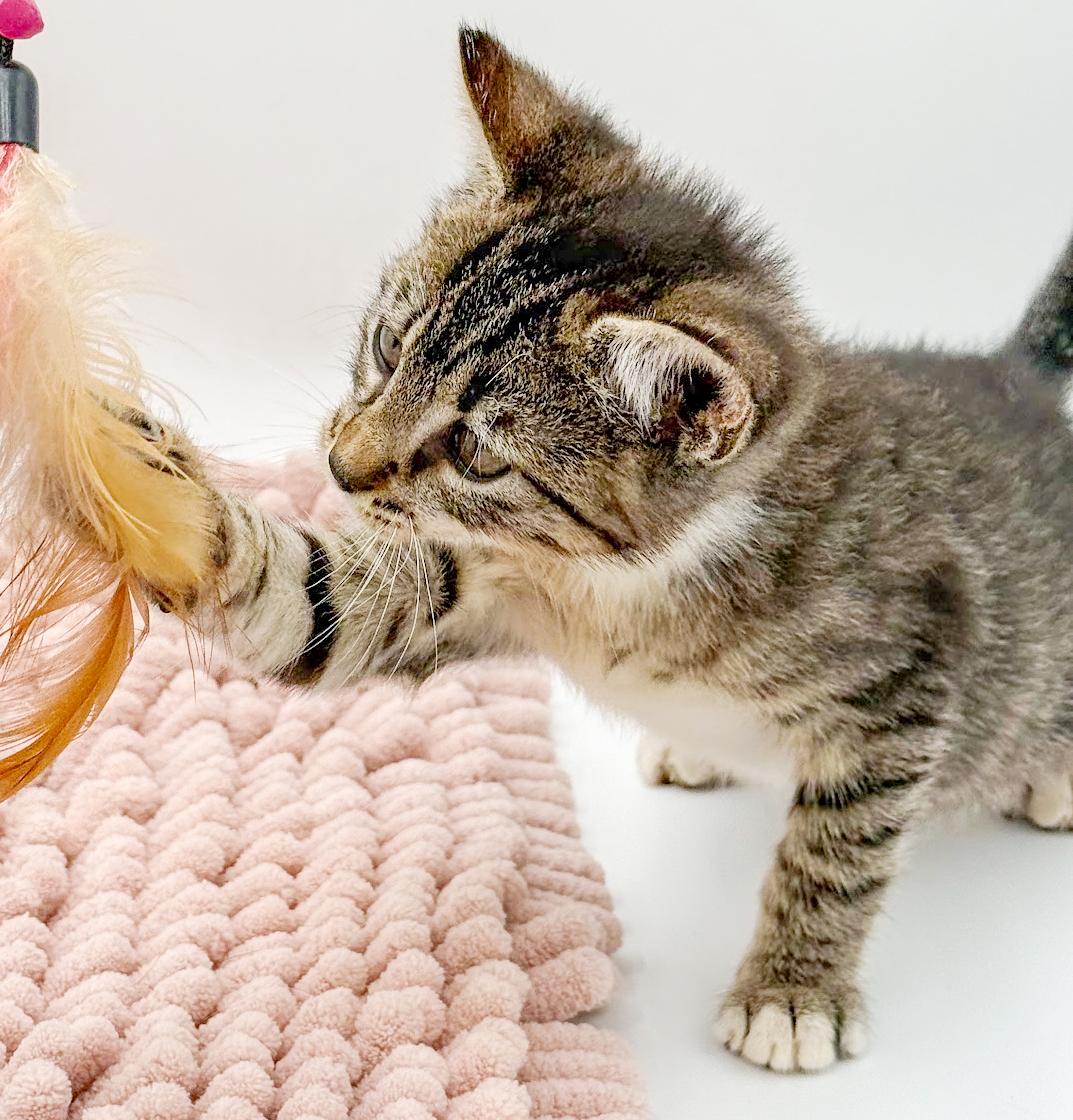 Enlarge Iris is our princess of purrs Spectacular, an adopted mixed breed in Bedford Hills, NY image 3/5