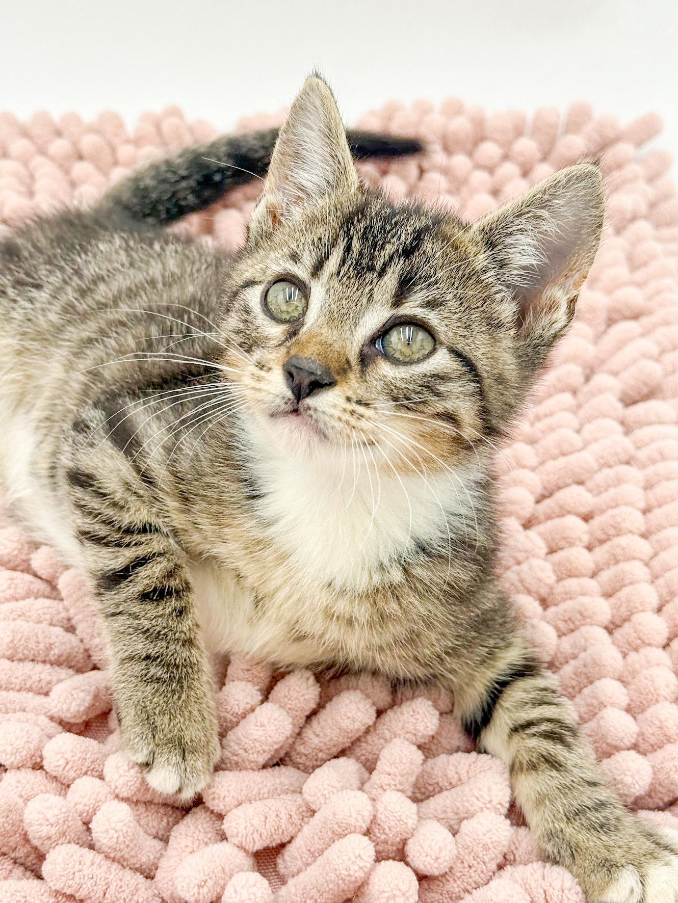 Enlarge Iris is our princess of purrs Spectacular, an adopted mixed breed in Bedford Hills, NY image 5/5