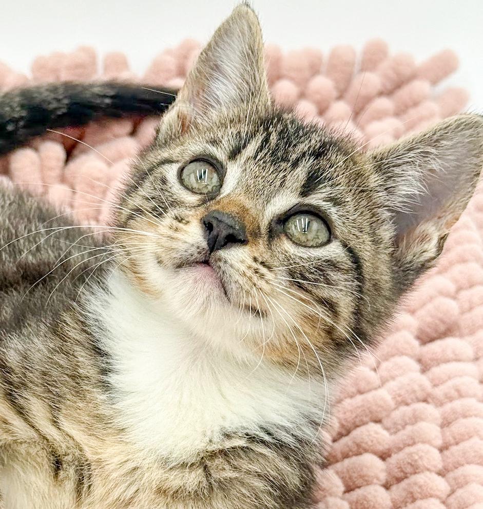 Enlarge Iris is our princess of purrs Spectacular, an adopted mixed breed in Bedford Hills, NY image 1/5