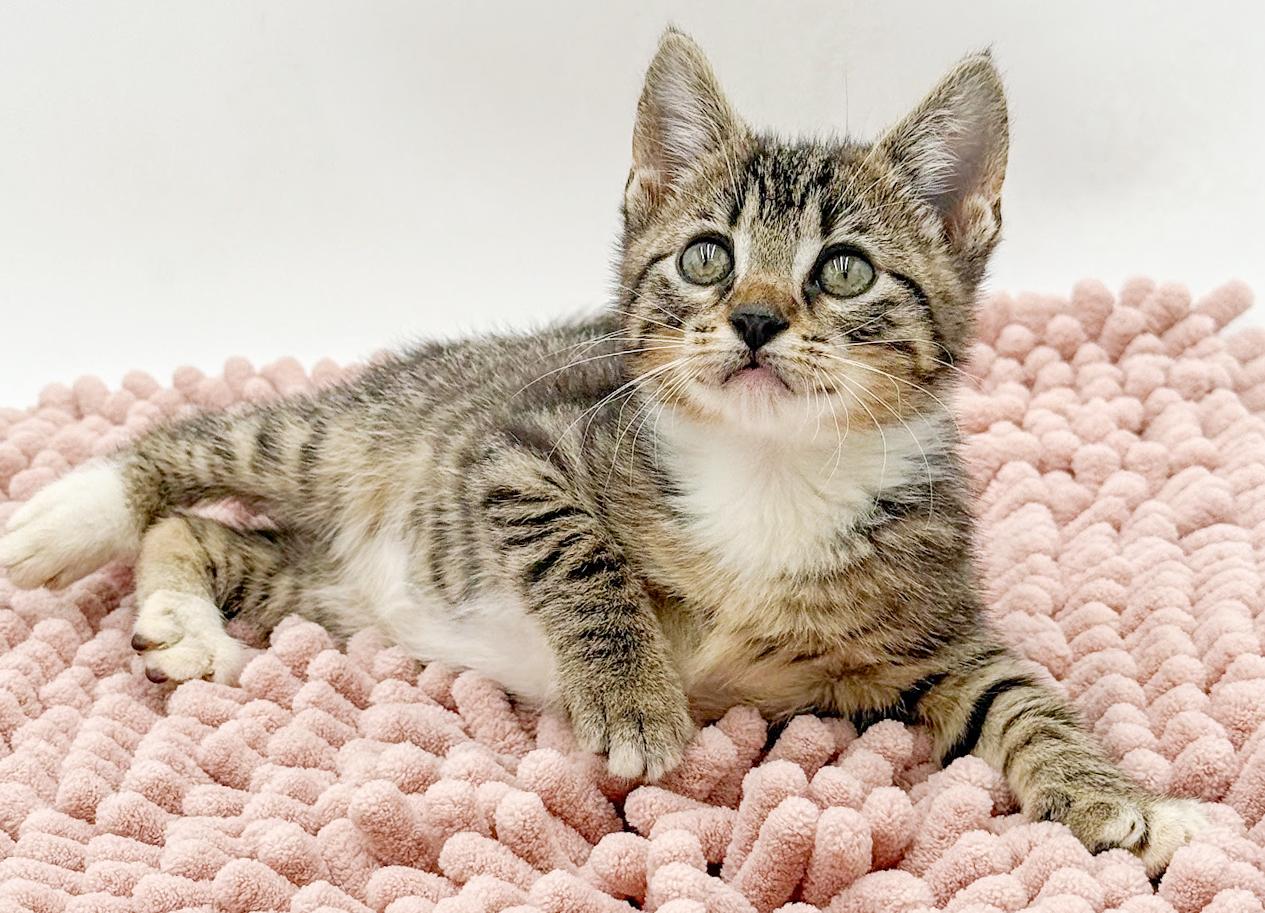 Enlarge Iris is our princess of purrs Spectacular, an adopted mixed breed in Bedford Hills, NY image 2/5