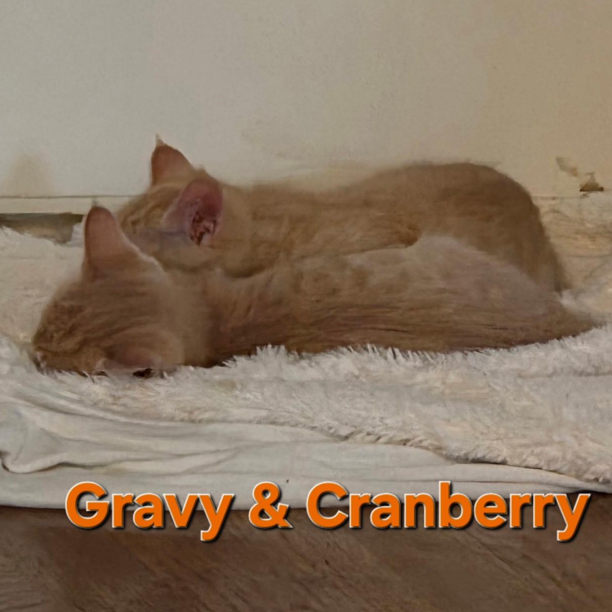 Gravy and Cranberry, adopted, Kitten Male Tabby.