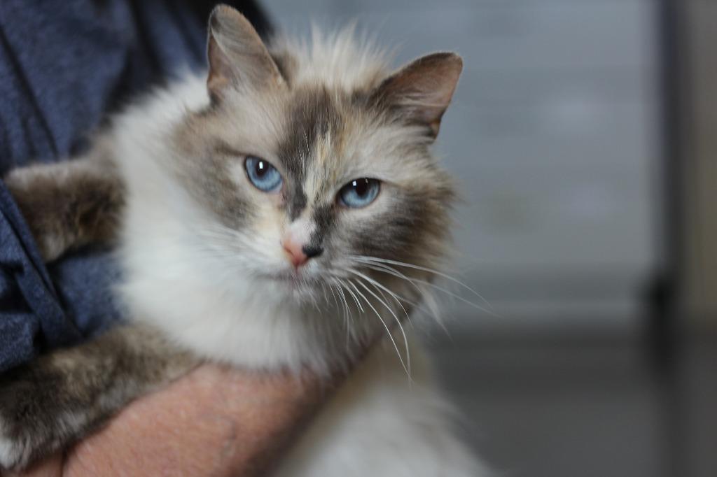 Charmyn, Adoptable, Young Female Siamese.