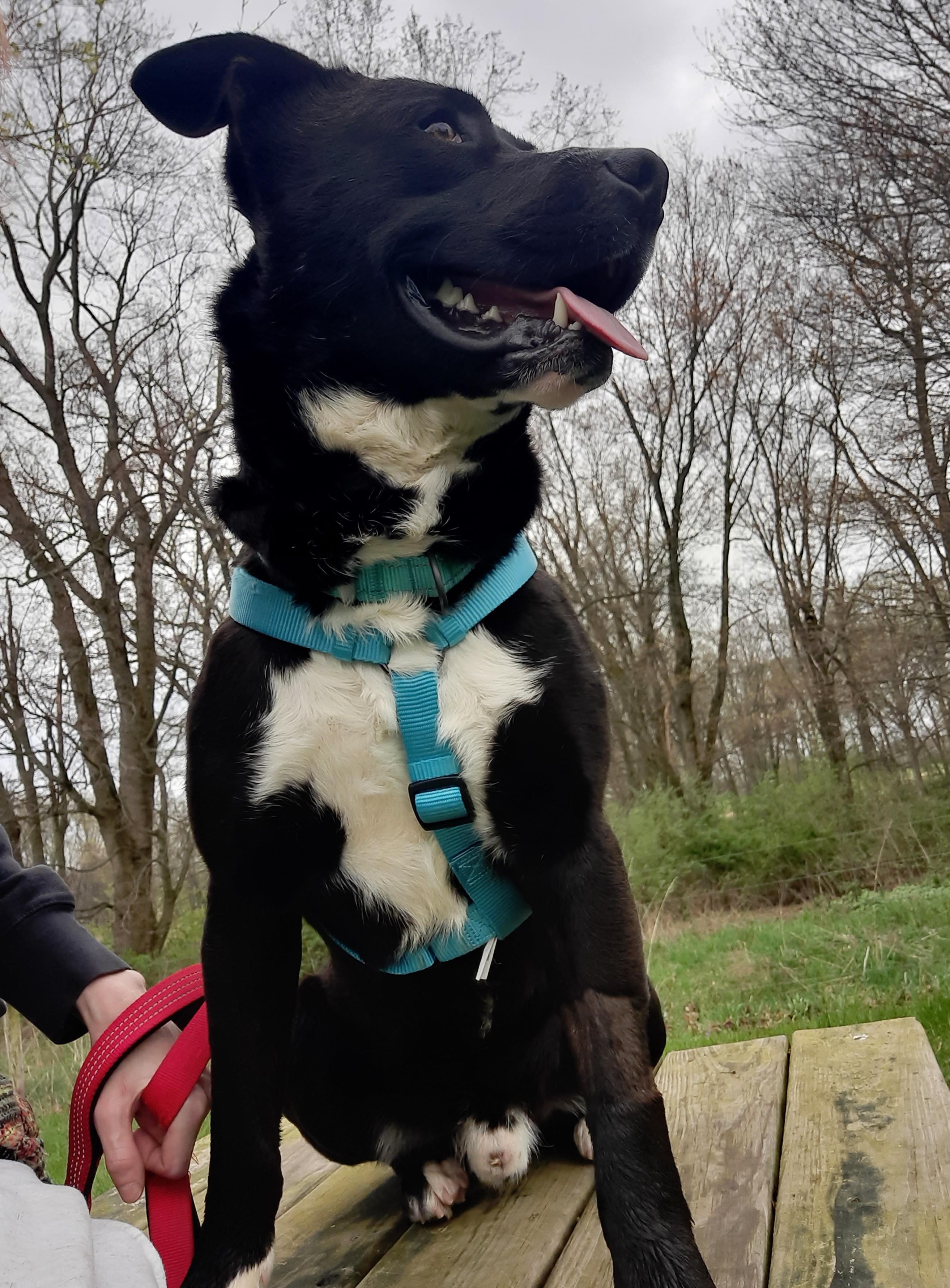 Enlarge Panda, an adoptable mixed breed in Renfrew, PA image 4/6