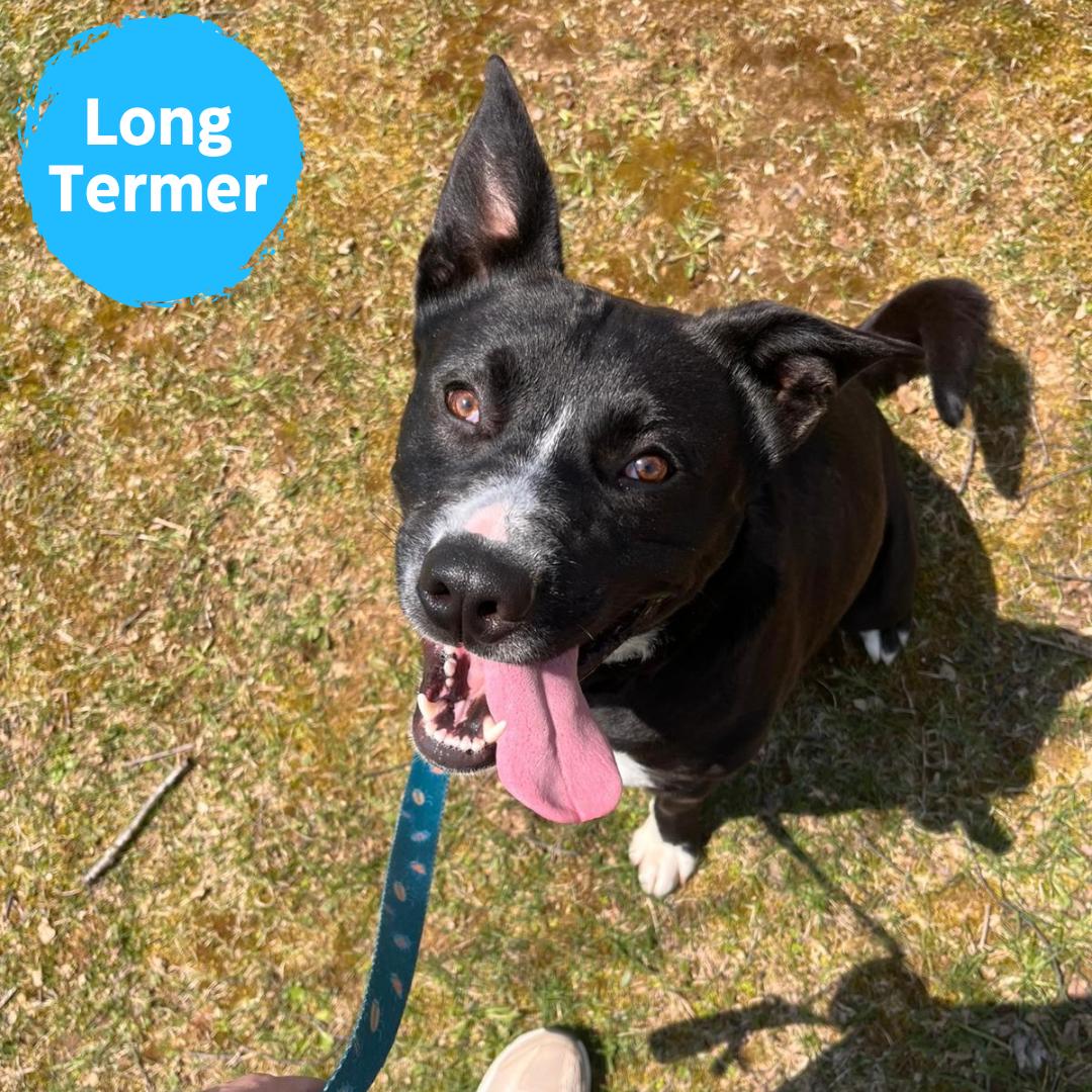 Panda, adoptable, Adult Male Border Collie.