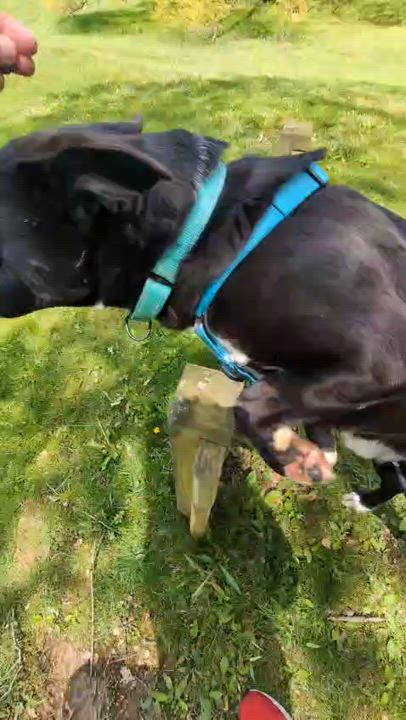 Enlarge Panda, an adoptable mixed breed in Renfrew, PA video 5/6