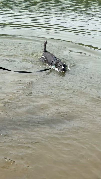 Enlarge Panda, an adoptable mixed breed in Renfrew, PA video 3/6