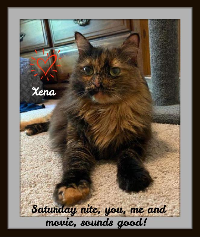 Xena - My love is only an adoption away., an adoptable Norwegian Forest Cat & Domestic Medium Hair Mix in Snow Camp, NC_image-1