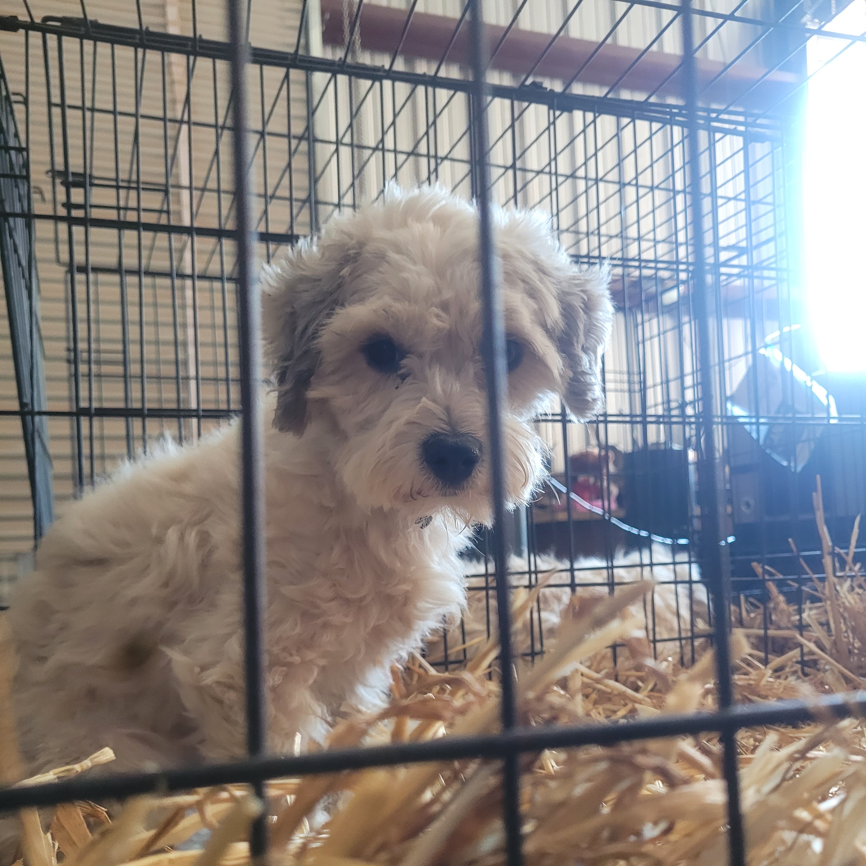 Explorer, Adoptable, Senior Male Maltipoo.