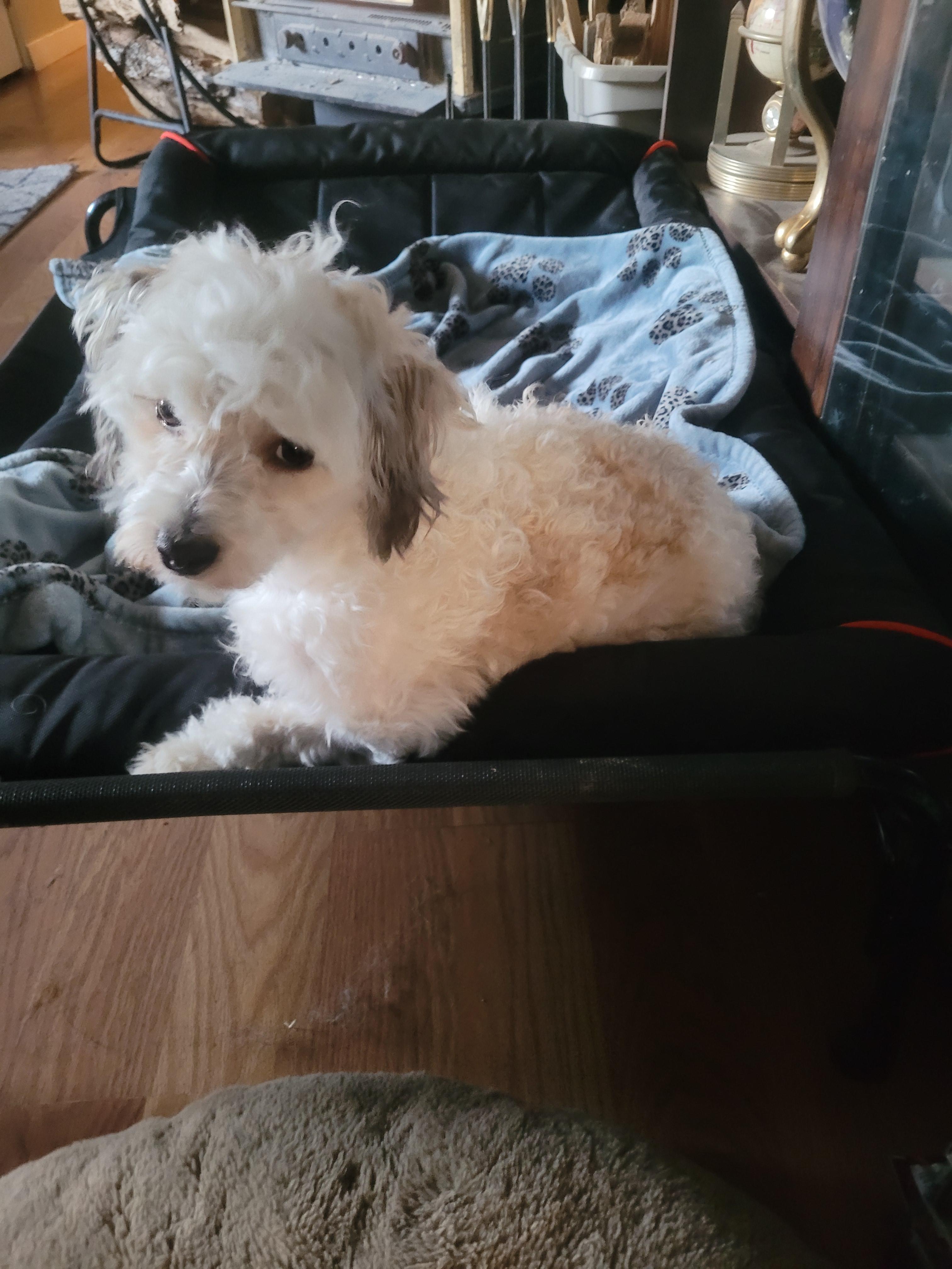 Enlarge Explorer, a Adoptable mixed breed in California Hot Springs, CA image 2/5