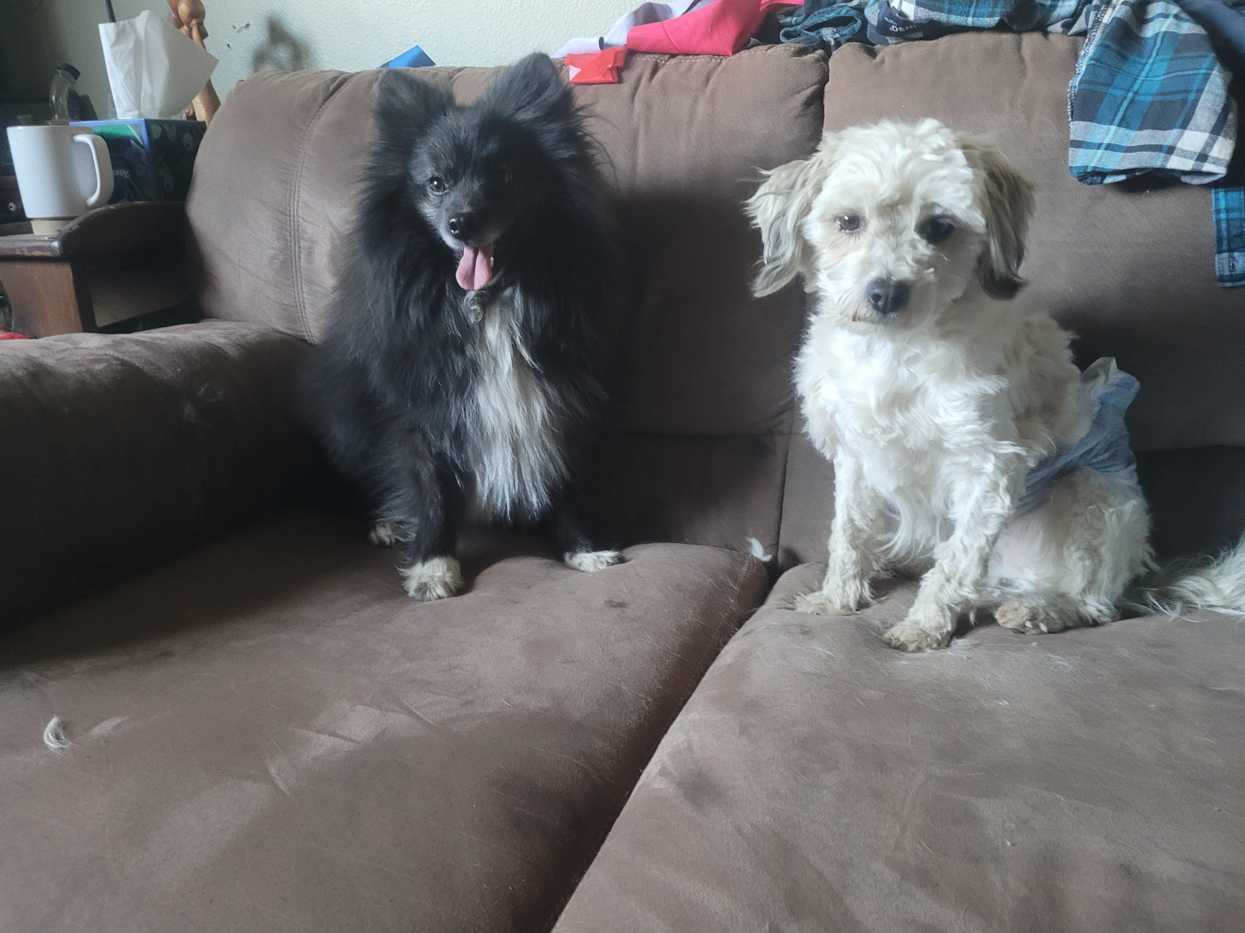 Enlarge Explorer, a Adoptable mixed breed in California Hot Springs, CA image 3/5