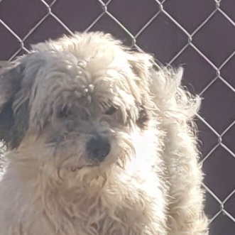 Enlarge Explorer, a Adoptable mixed breed in California Hot Springs, CA image 4/5