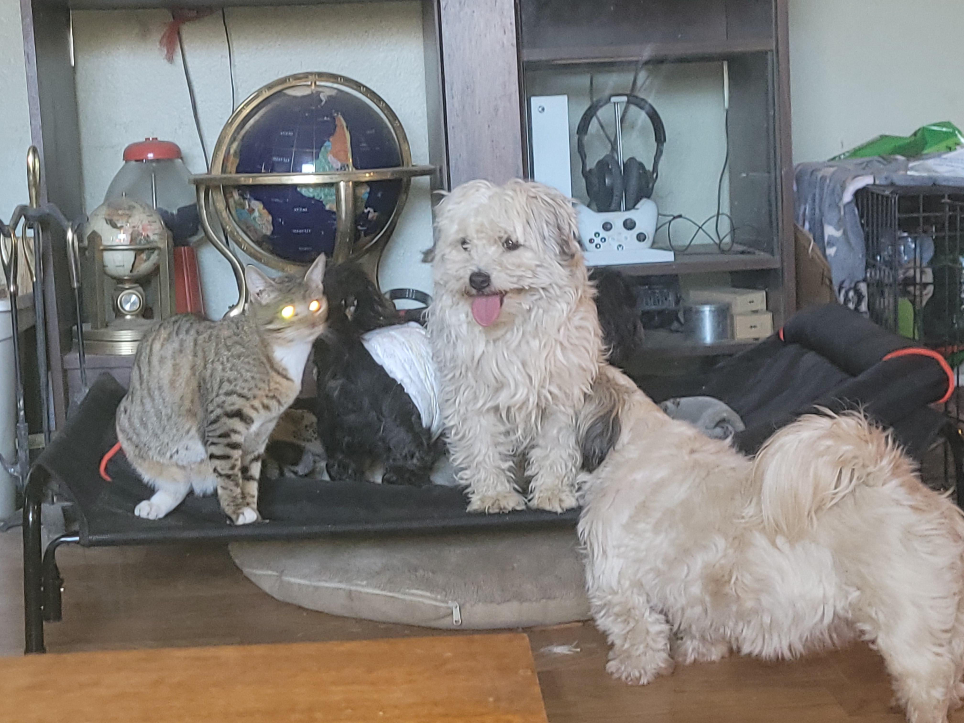 Enlarge Explorer, a Adoptable mixed breed in California Hot Springs, CA image 5/5