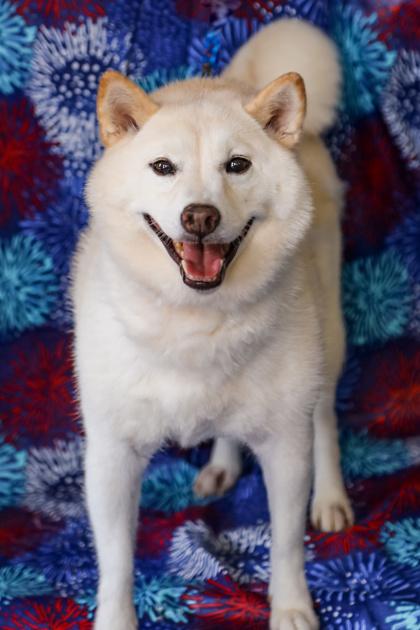 Luna, Adoptable, Adult Female Shiba Inu.