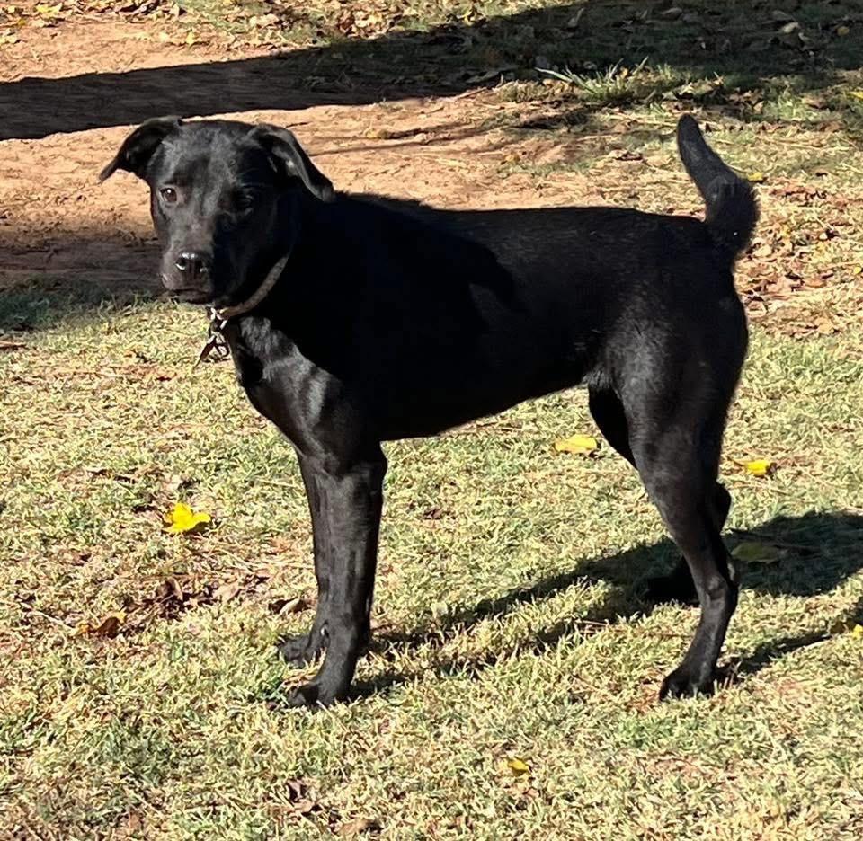 Clarisse, Adoptable, Young Female Labrador Retriever.