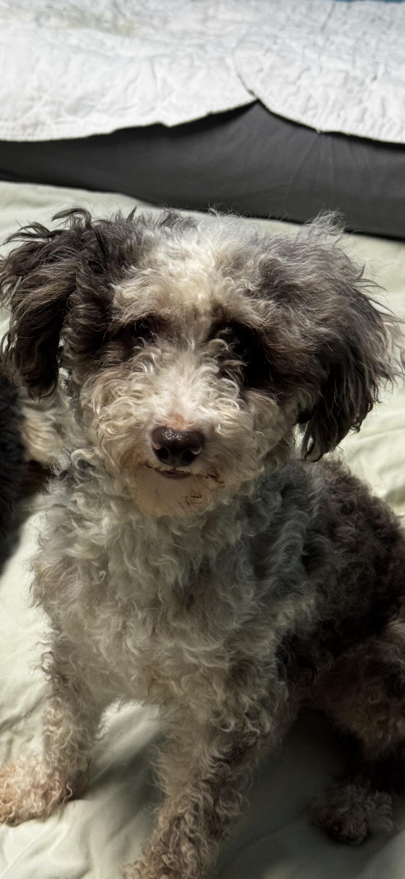 Tessa , adopted, Adult Female Miniature Poodle.