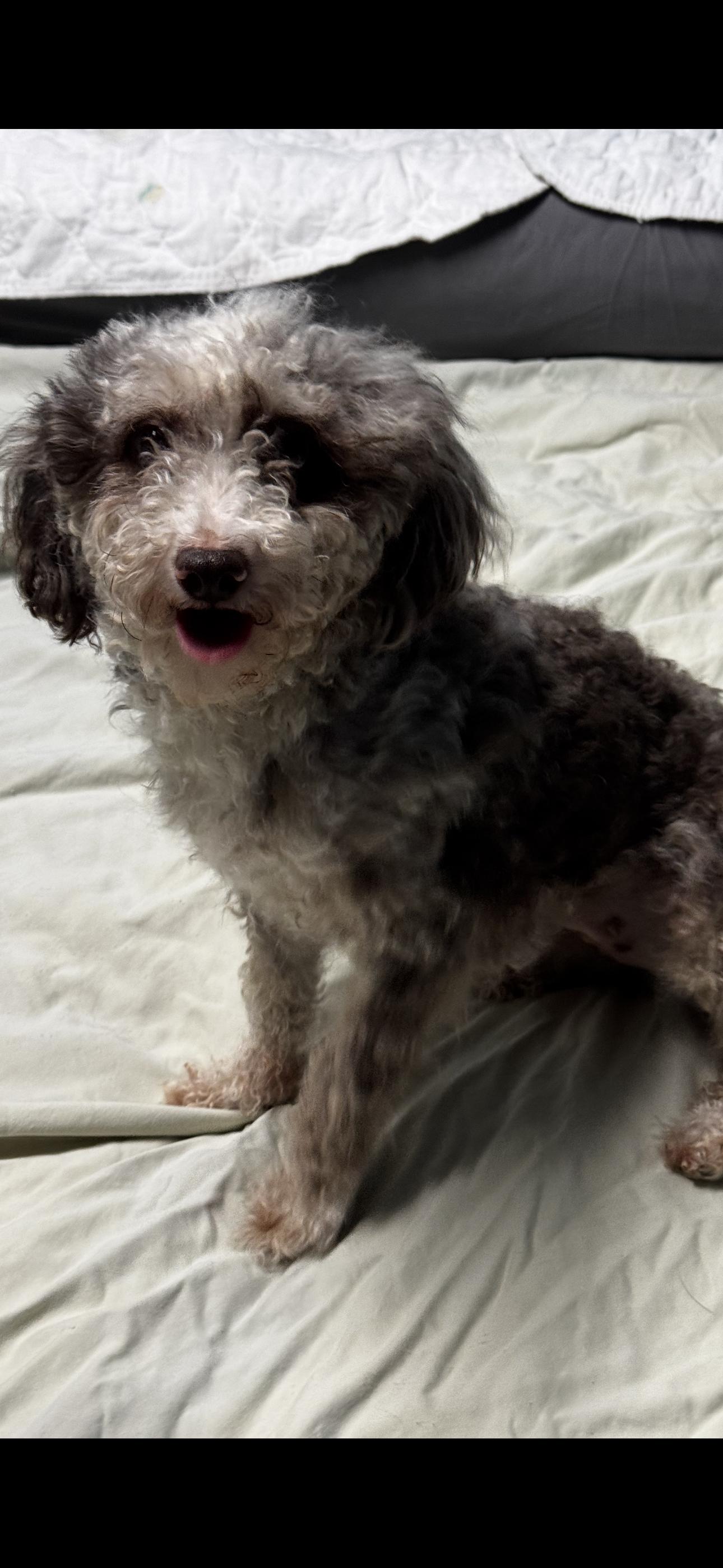 Enlarge Tessa , an adopted Miniature Poodle in Chesterfield, MO image 2/2