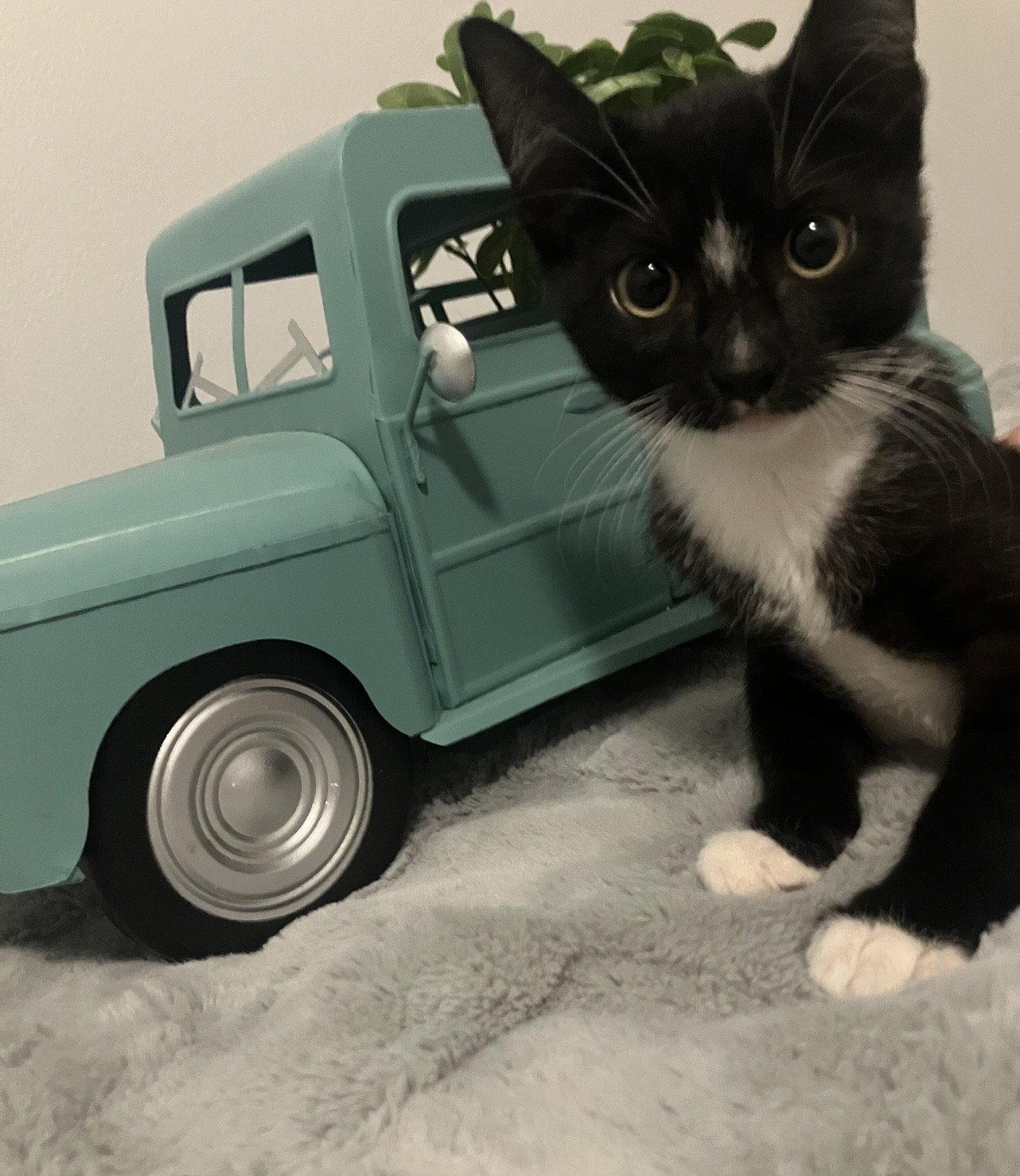 Jamboree, Adoptable, Kitten Male Domestic Short Hair.