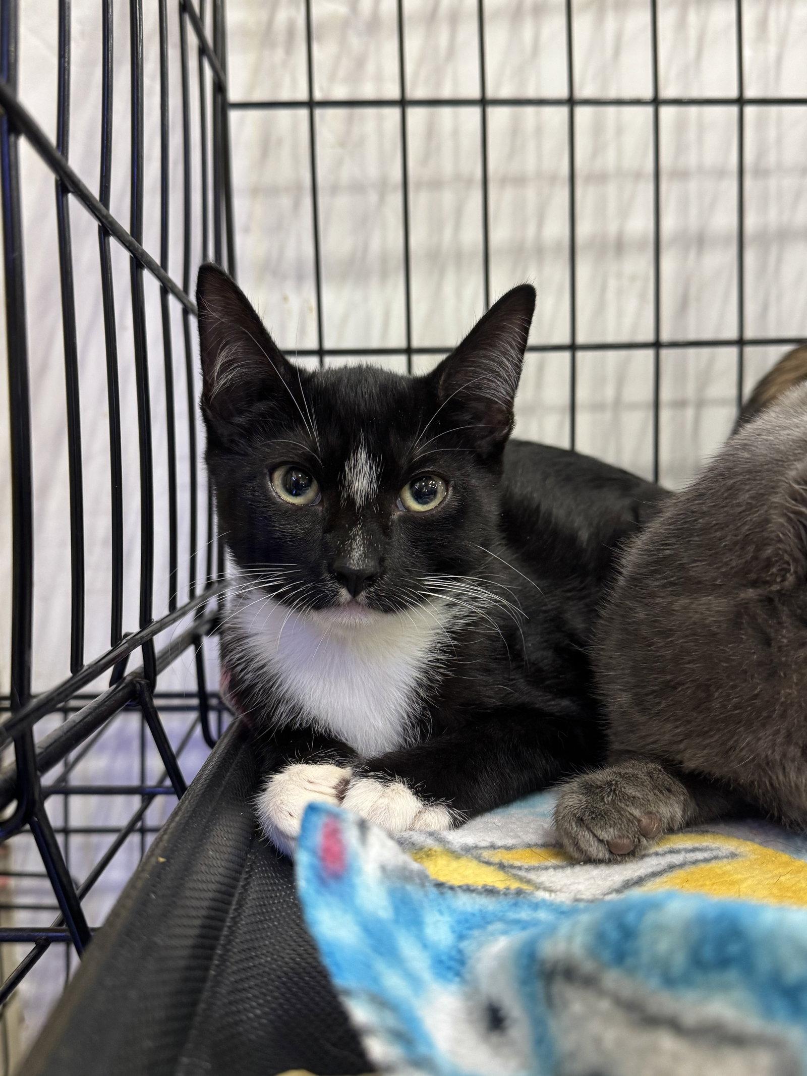 Enlarge Jamboree, a Adoptable Domestic Short Hair in Oviedo, FL image 2/3