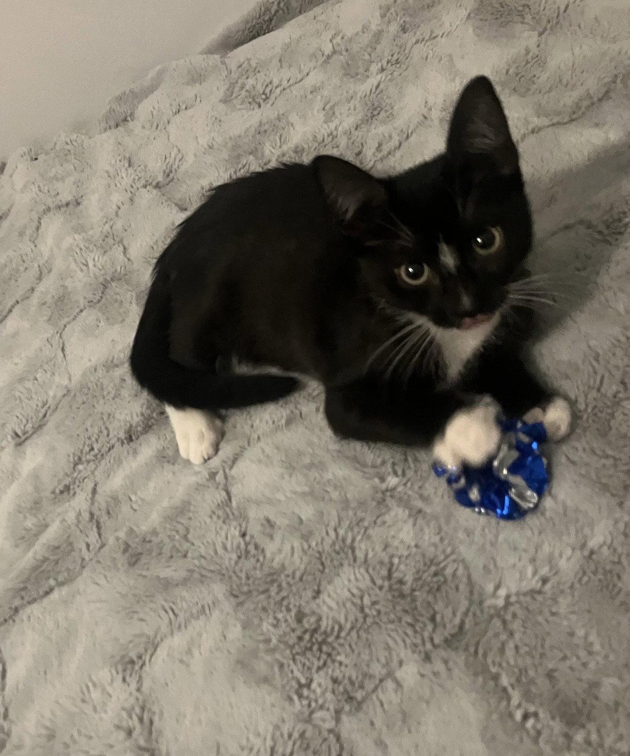 Enlarge Jamboree, a Adoptable Domestic Short Hair in Oviedo, FL image 3/3