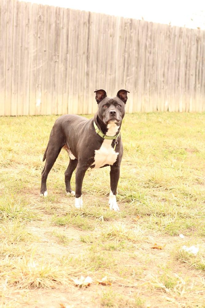 Lenny, Adoptable, Adult Male Mixed Breed & American Bulldog.