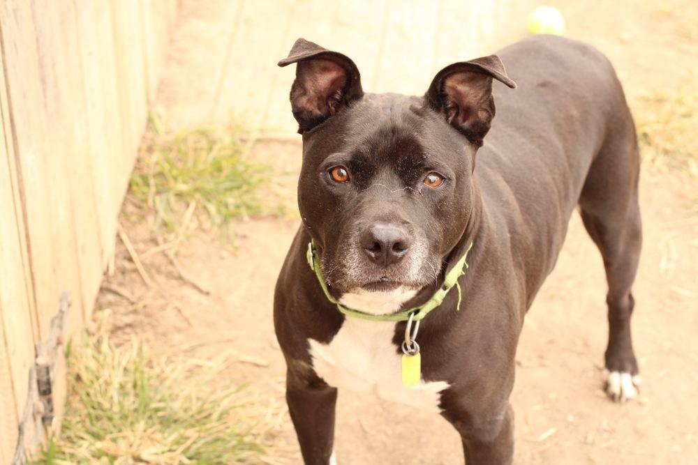 Enlarge Lenny, a Adoptable mixed breed in Xenia, OH image 2/6