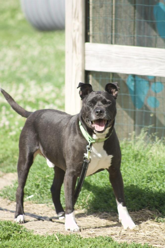 Enlarge Lenny, a Adoptable mixed breed in Xenia, OH image 3/6