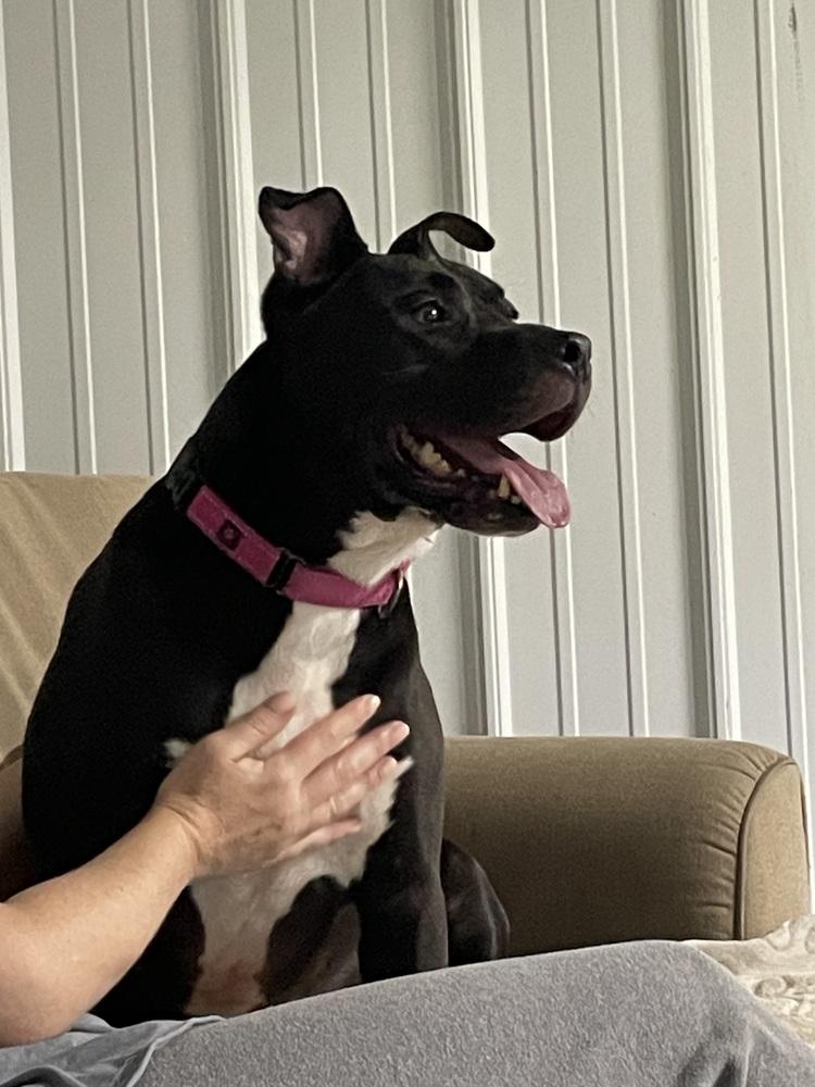 Enlarge Lenny, a Adoptable mixed breed in Xenia, OH image 4/4
