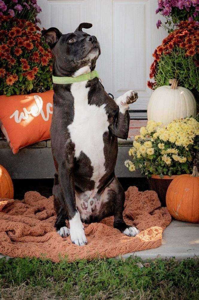 Enlarge Lenny, a Adoptable mixed breed in Xenia, OH image 4/6