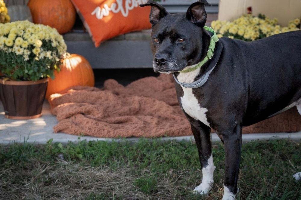 Enlarge Lenny, a Adoptable mixed breed in Xenia, OH image 4/6