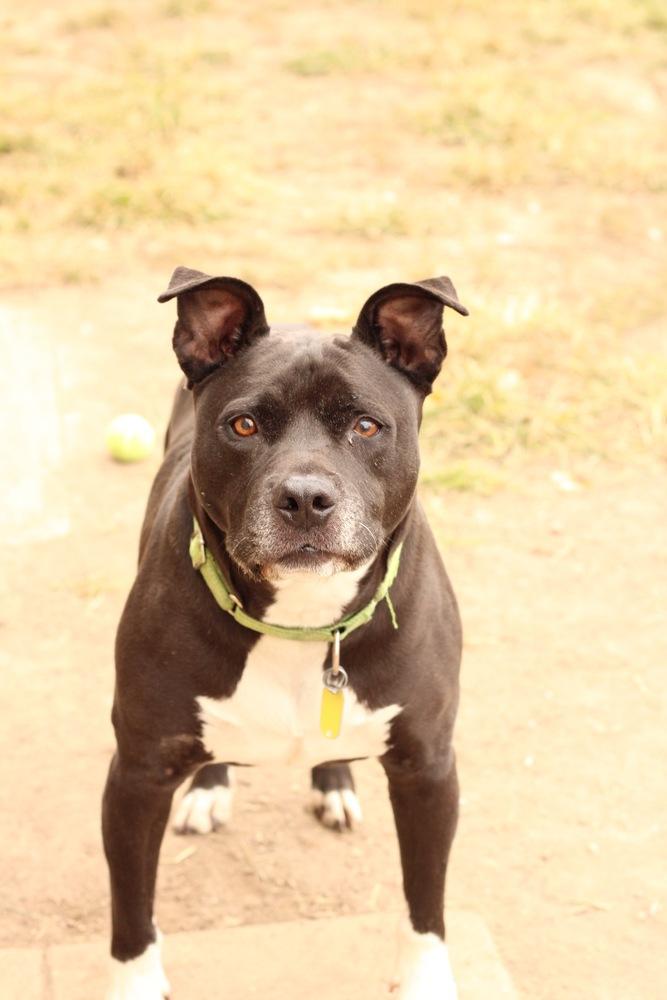 Enlarge Lenny, a Adoptable mixed breed in Xenia, OH image 4/6