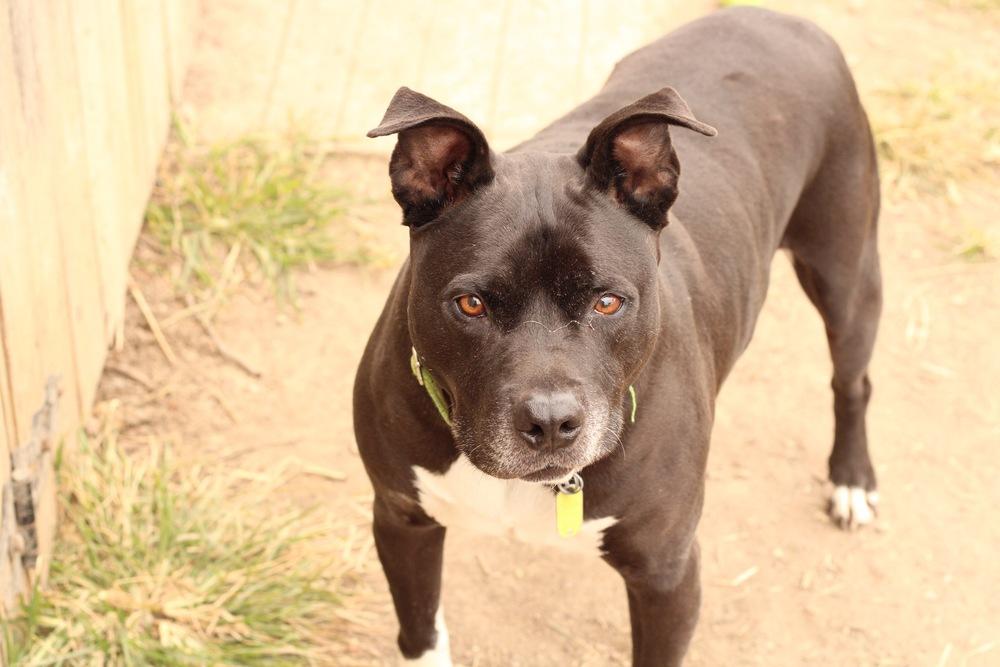 Enlarge Lenny, a Adoptable mixed breed in Xenia, OH image 5/6