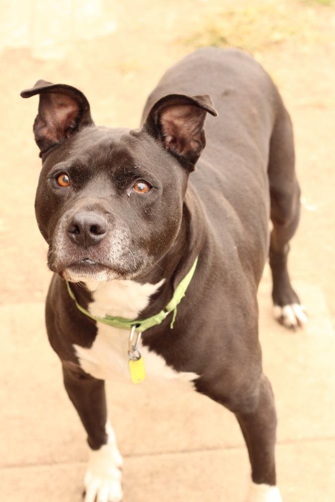Enlarge Lenny, a Adoptable mixed breed in Xenia, OH image 6/6