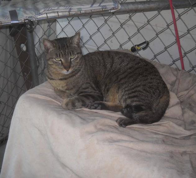 Enlarge Ali, a Adoptable Tabby in Oakhurst, CA image 2/2